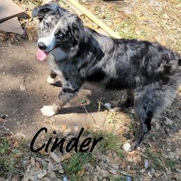 Cinder - Miniature Australian Shepherd