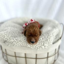 MANGO - Apricot male Goldendoodle puppy in Independence, Oregon from Ankeny Doodles