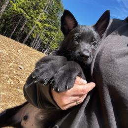 Boy 1 - Black male Belgian Malinois puppy in Billerica, Massachusetts from Battle Road K9