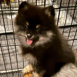 Dolly - blk n tan - Black and tan female Pomeranian puppy in Minooka, Illinois from Sheree’s Pomeranians