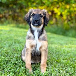 Lainey - Unfurnished Coat - female Australian Mountain Doodle puppy in Pittsburgh, Pennsylvania from WestPenn Doodles LLC