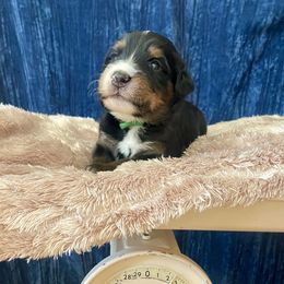 Bernedoodle Puppies from NorCal Doodle or Two
