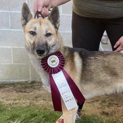 West Siberian Laikas from Petrichor West Siberian Laika