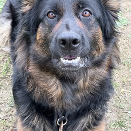 Avaeh - German Shepherd