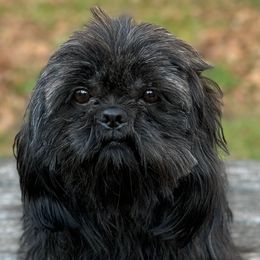 Cooper - Shih Tzu
