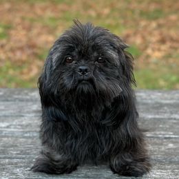 Cooper - Shih Tzu