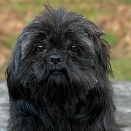 Cooper - Shih Tzu