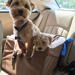 Havanese Puppies from My Heavenly Havanese Puppies