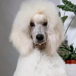Poodles from Dan DS