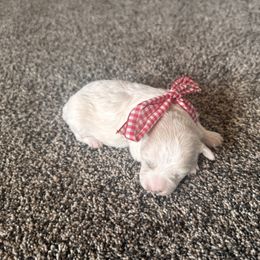 Girl 1 - Cream female Double Doodle puppy in Junction, Utah from Sugar Doodles