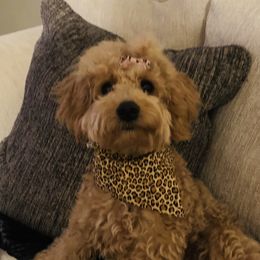 Bella Ann - Goldendoodle