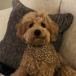 Bella Ann - Goldendoodle