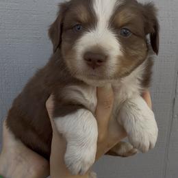 Rebel - Red tri male Miniature Australian Shepherd puppy in North Lakeport, California from Wild Rose Ranch