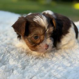 Ziggy - Chocolate, tan and white male Yorkshire Terrier puppy in Liberty, Texas from Tiny Yorkshire pups