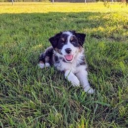Australian Shepherd Puppies from Aussie Knights Kennel