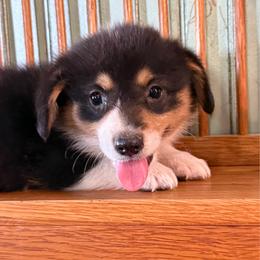 Jupiter - Black and tan female Pembroke Welsh Corgi puppy in Derby, Iowa from NHC Kennels