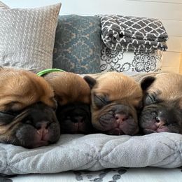French Bulldog Puppies from Silver Maple Frenchies