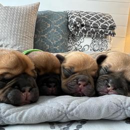 French Bulldog Puppies from Silver Maple Frenchies