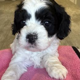 Ruby - Black and white female Cavapoo puppy in Buda, Texas from Haus of Doodles