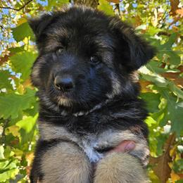 Silver girl - Black and cream female German Shepherd puppy in Bonners Ferry, Idaho from Rosewood German Shepherds