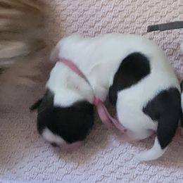 Dania Magic Lioness - White Shih Tzu puppy in Ellicott City, Maryland from Dr. Dmitriy Kurenbin PURE SHIH TZU Puppies