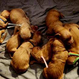 Boy 2 - Dark golden male Golden Retriever puppy in Payson, Arizona from Bullet Retrievers