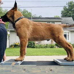 Amenadiel - Red Belgian Malinois puppy in Rock Falls, Illinois from Pyrex Kennels