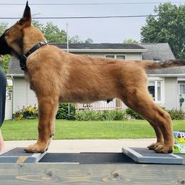 Amenadiel - Red Belgian Malinois puppy in Rock Falls, Illinois from Pyrex Kennels