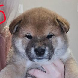 Max - Red male Shiba Inu puppy in Marianna, Florida from Diwasou