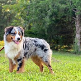 Jack - Blue merle male Australian Shepherd puppy in Hartville, Missouri from Stamper K9’s