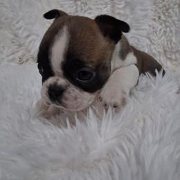 Teriyaki - Seal and white female Boston Terrier puppy in Catawba, North Carolina from Lil Wiggles Boston Terriers