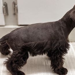 Miniature Schnauzer Puppies from Pawesome Pups