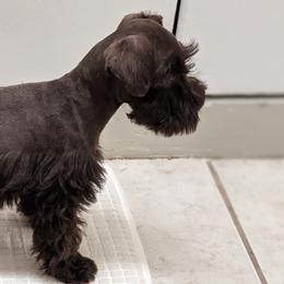 Miniature Schnauzer Puppies from Pawesome Pups