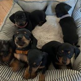 Dachshunds and Maltese from Sweet Miniature Dachshunds