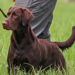Labrador Retrievers from Fritz Pointing Labs