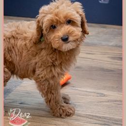 Dior - Red female Cockapoo puppy in Connersville, Indiana from Deaz Doodle Ranch