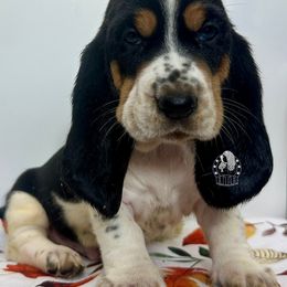 Snoopy - Black white and brown male Basset Hound puppy in Dingess, West Virginia from Tuckers' Howling Hounds