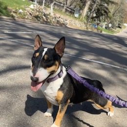 Nina - Miniature Bull Terrier