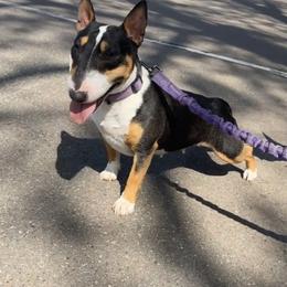 Nina - Miniature Bull Terrier