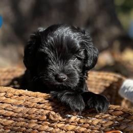 Miniature Schnauzers from Honey Doux Southern Paws