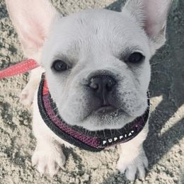 French Bulldogs from Chattahoochee French Bulldogs