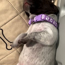 German Shorthaired Pointer Puppies from MaggieMae Andersen