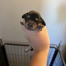 Girl 4 - Black and cream female Dachshund puppy in Stamford, Texas from West Texas Miniature Dachshunds