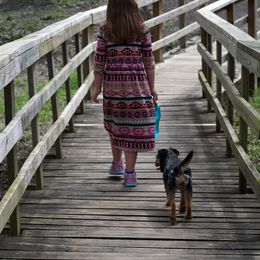 Border Terrier All Grown Up from Hardtack