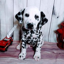 Dalmatians from Adirondack Dalmatians