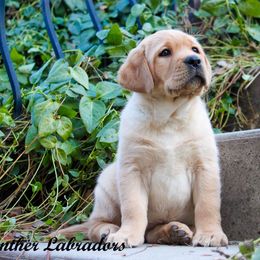 Labrador Retriever Puppies from Günther Labradors