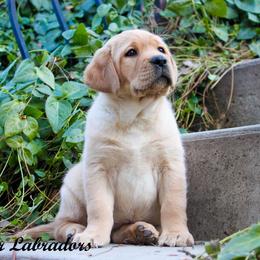 Labrador Retriever Puppies from Günther Labradors