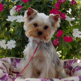 Dibbs - Yorkshire Terrier