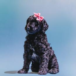 Aussiedoodle and Labradoodle Puppies from Doodles on Duty