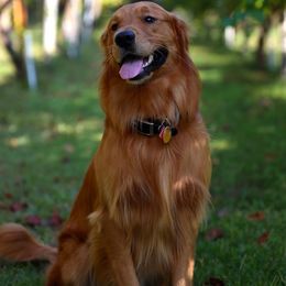 Cooper - Golden Retriever